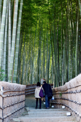 竹林の向こうに…