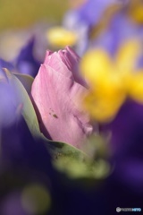 春の芽生え