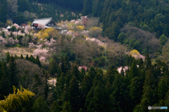 里山の春