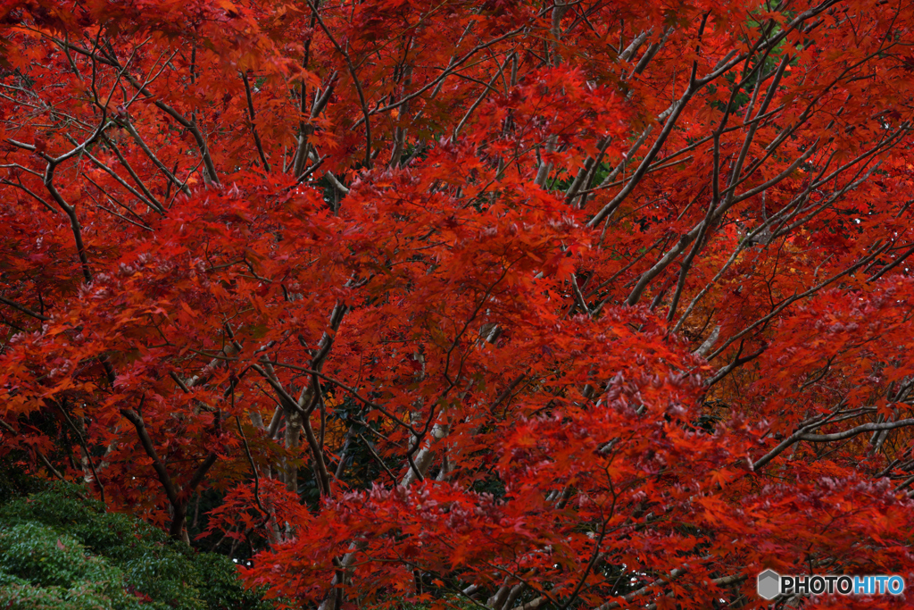 燃える紅葉
