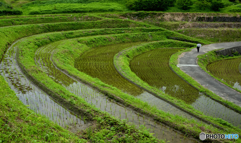 雨降る棚田小道