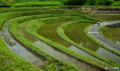 雨降る棚田小道