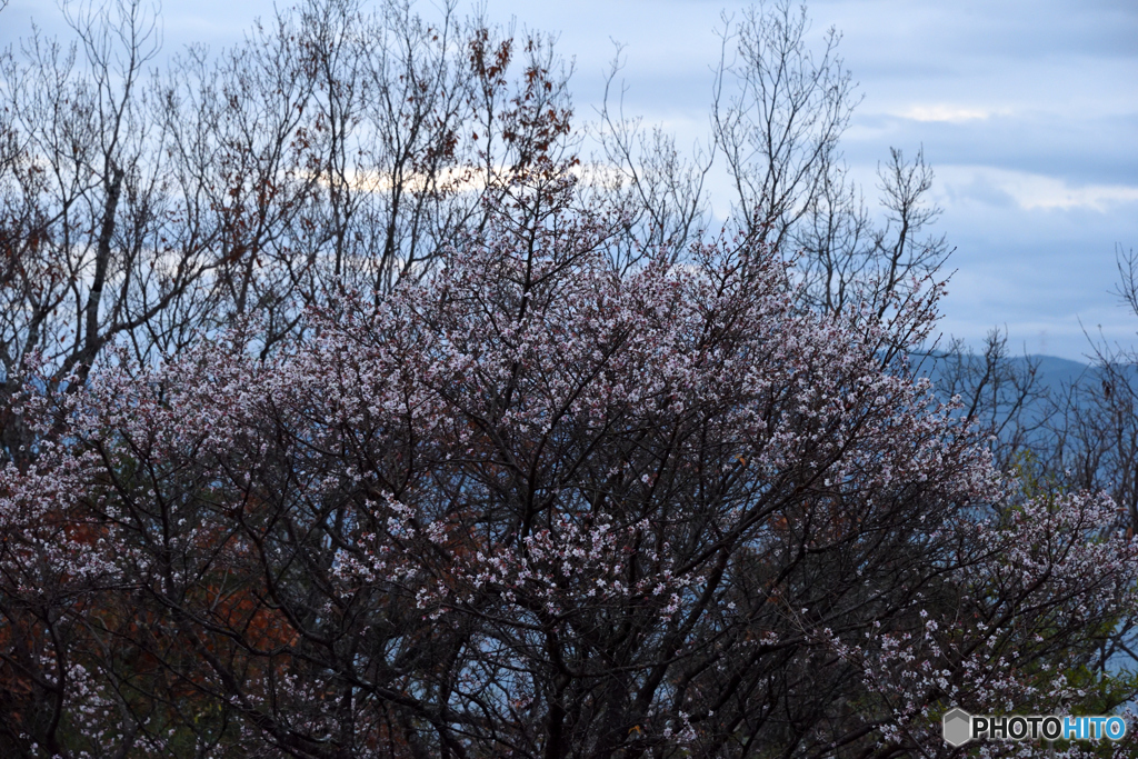四季桜の華