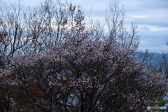四季桜の華