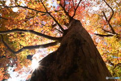 輝く紅葉