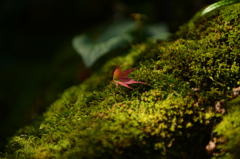 「一足先に散りました」