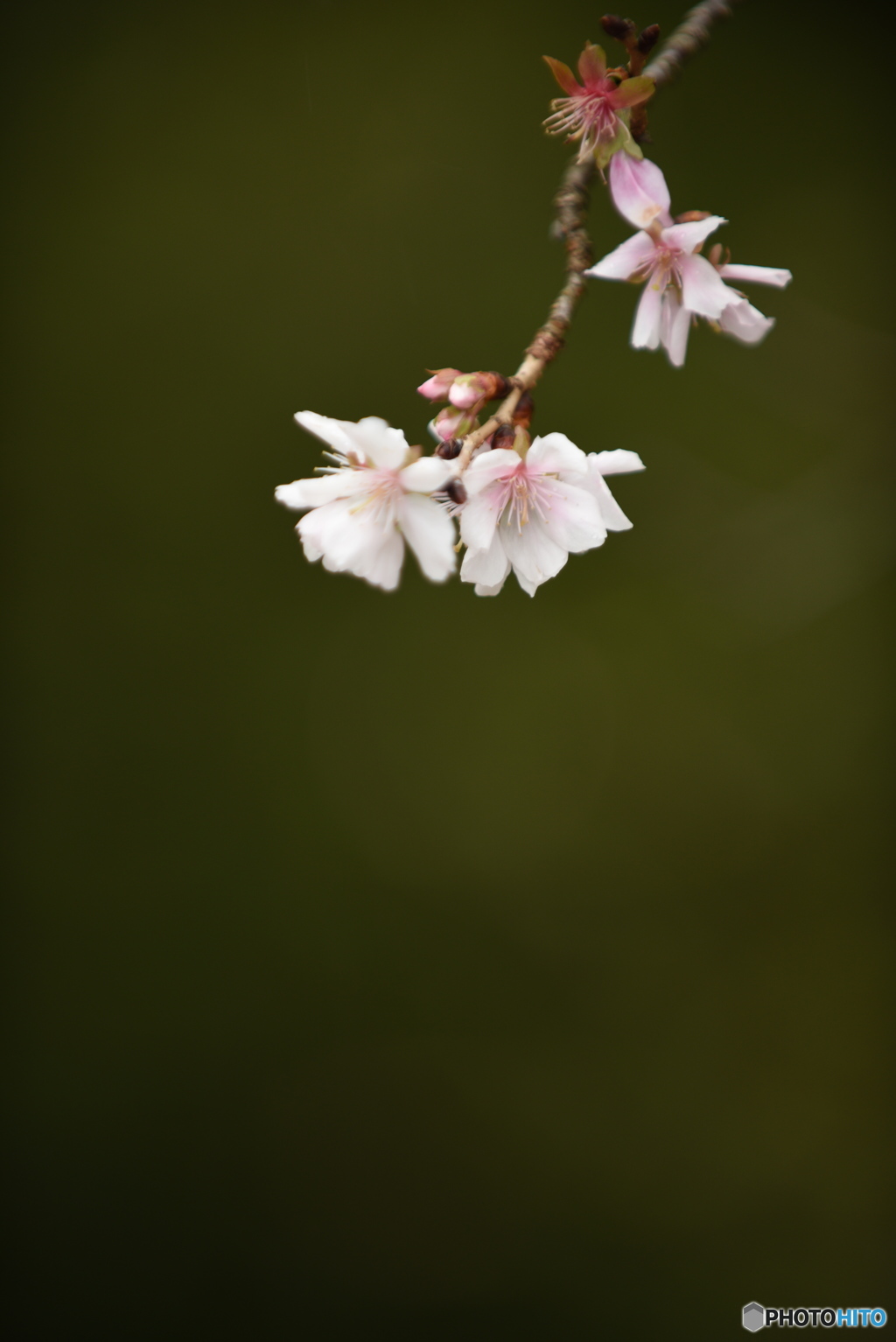 四季桜