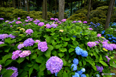アジサイ花園