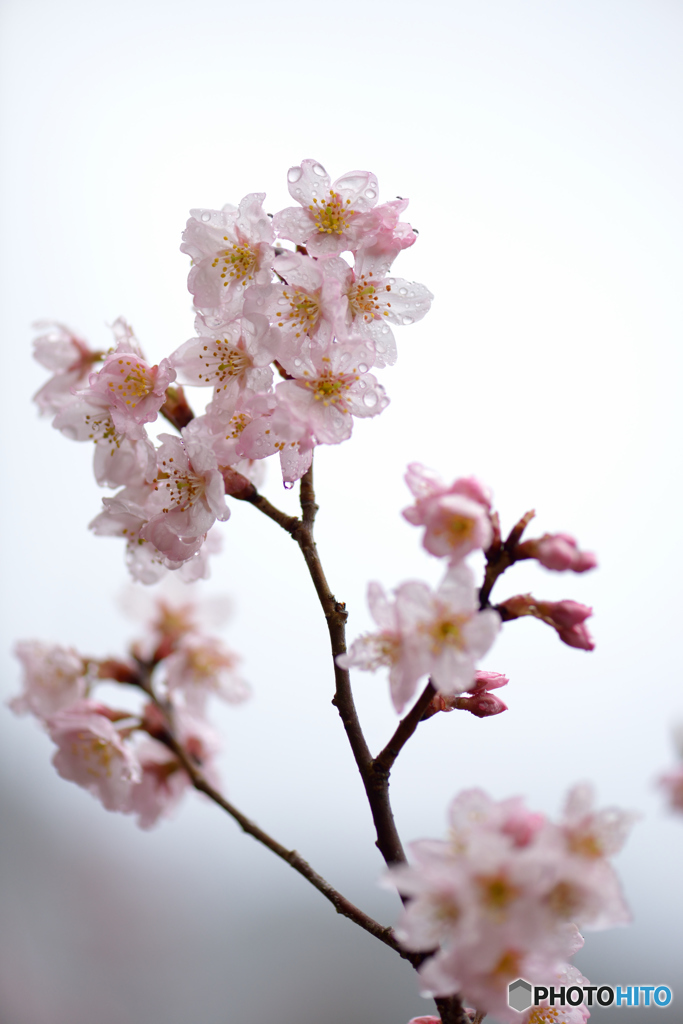 滴る桜