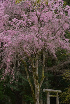 蜻玲の桜2