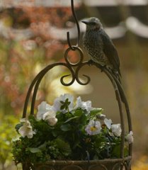 ヒヨ鳥