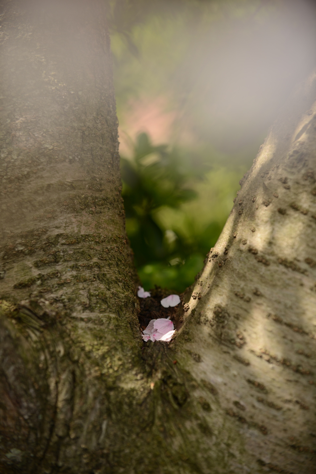 潔い桜