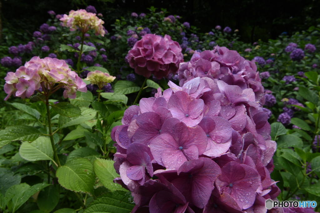 濡れた紫陽花