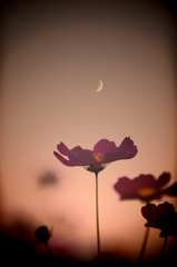 秋桜と三日月