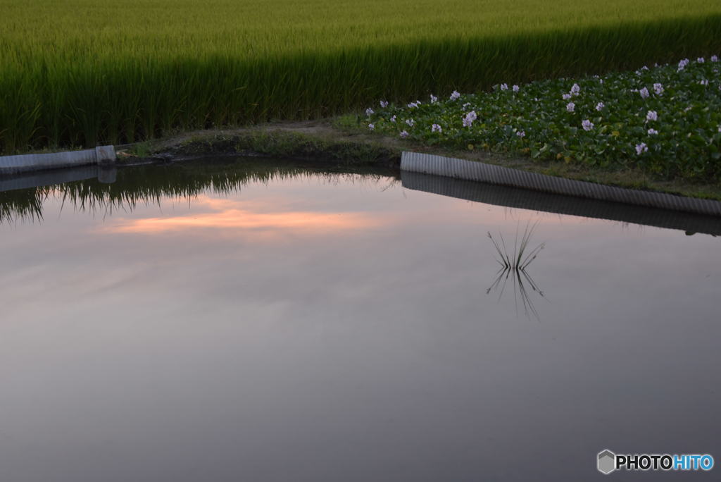 水草