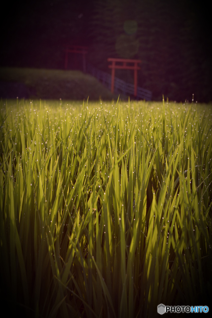 朝露の稲
