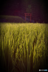 朝露の稲