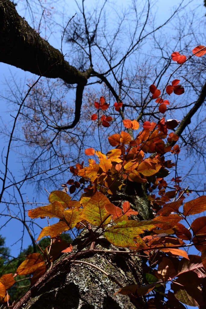 桜の衣装