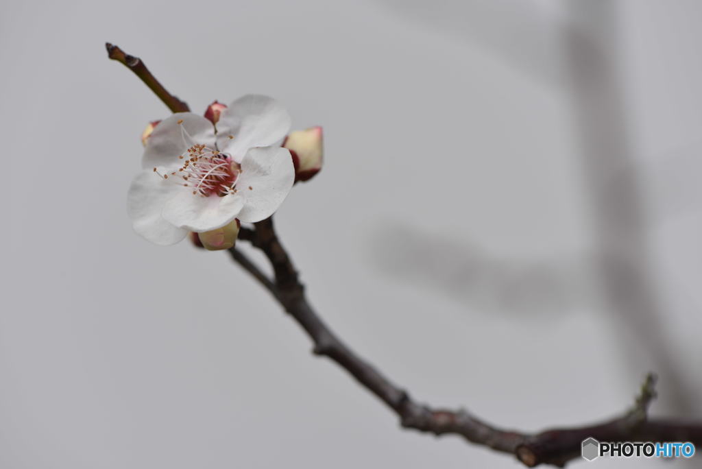 梅一輪