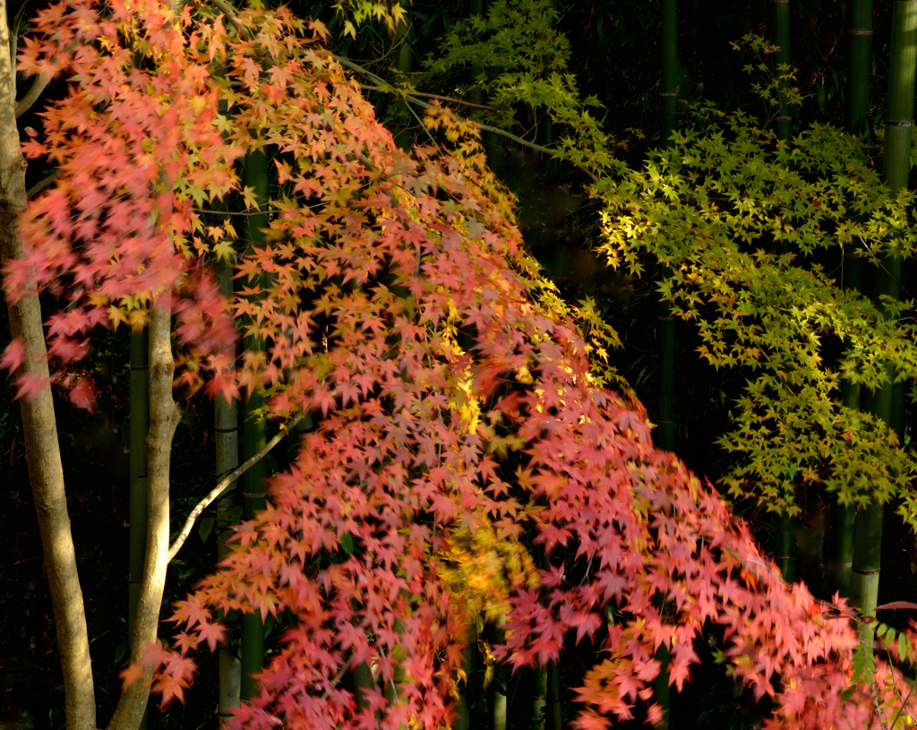 揺れる紅葉
