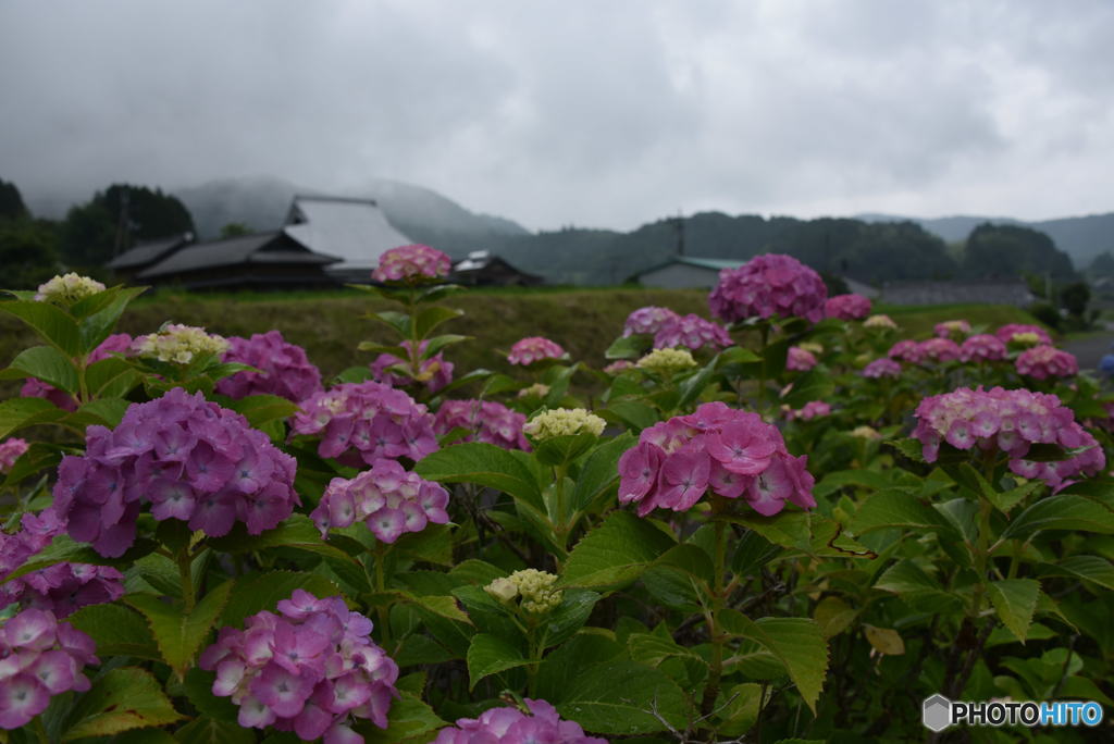 紫陽花の里