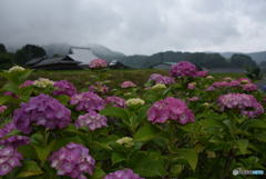 紫陽花の里