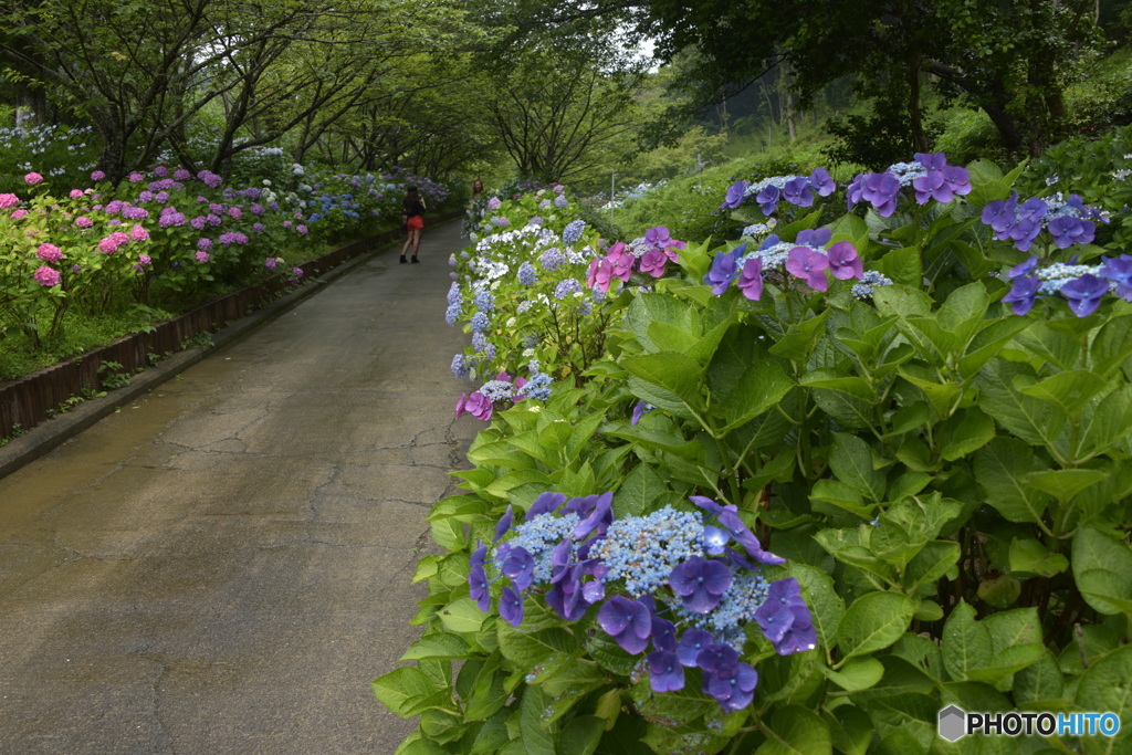 紫陽花ロード