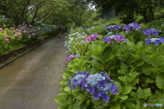 紫陽花ロード