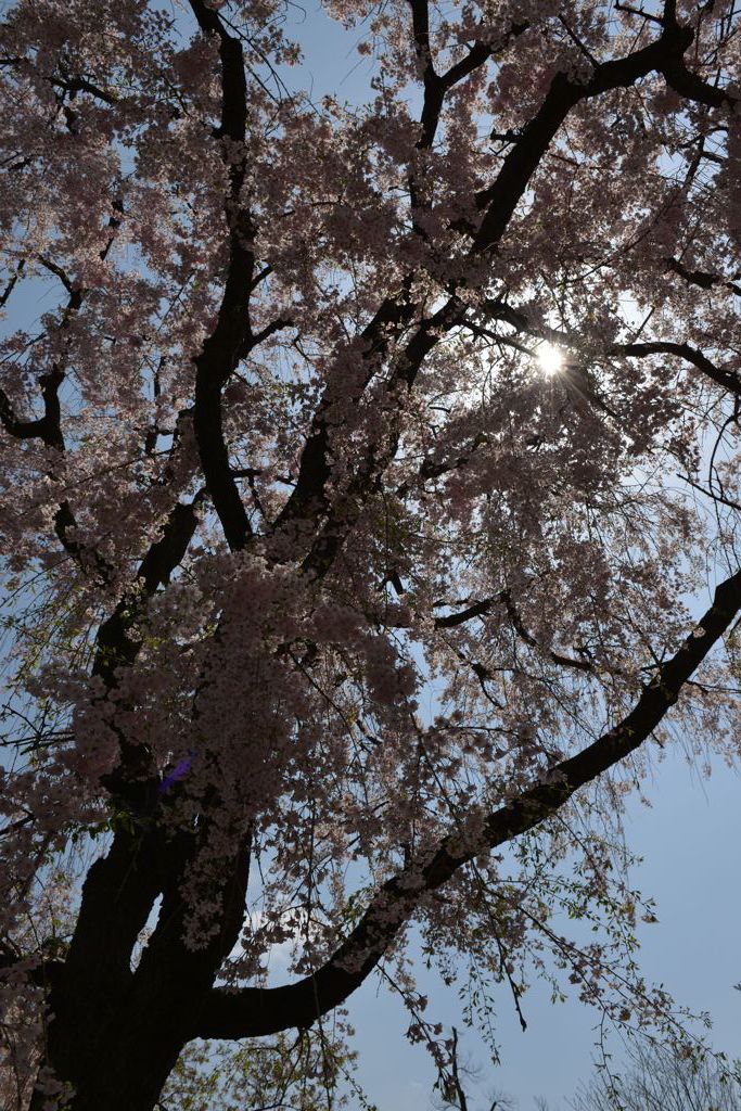 桜