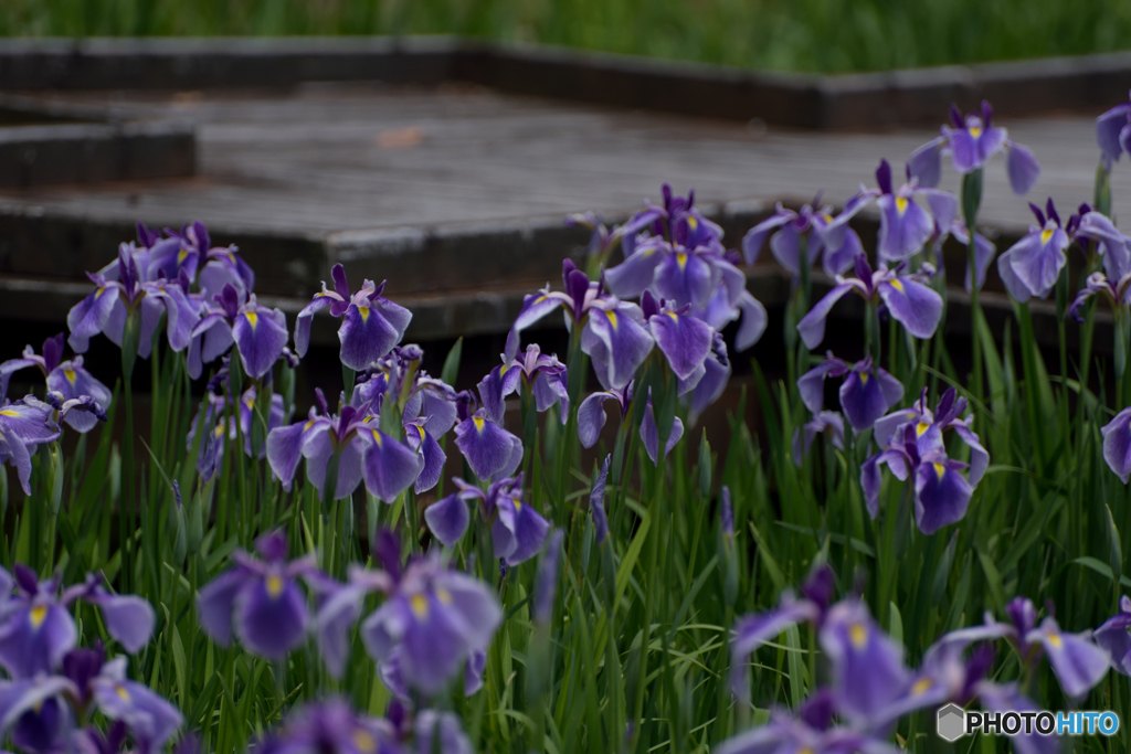 桟橋に咲く菖蒲