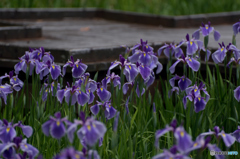 桟橋に咲く菖蒲