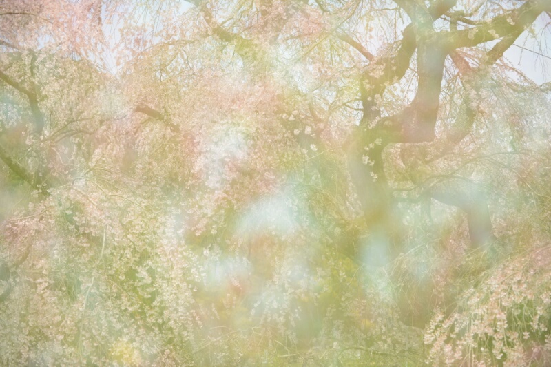 又兵衛桜