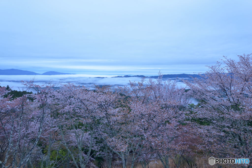 雲海に咲く桜