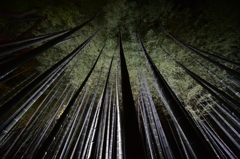 竹林天高く