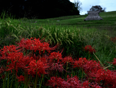 悠久の花