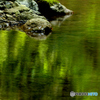 翠色の川面