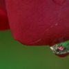 水滴に映り込んだバラ園