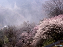 霧が沸く里山