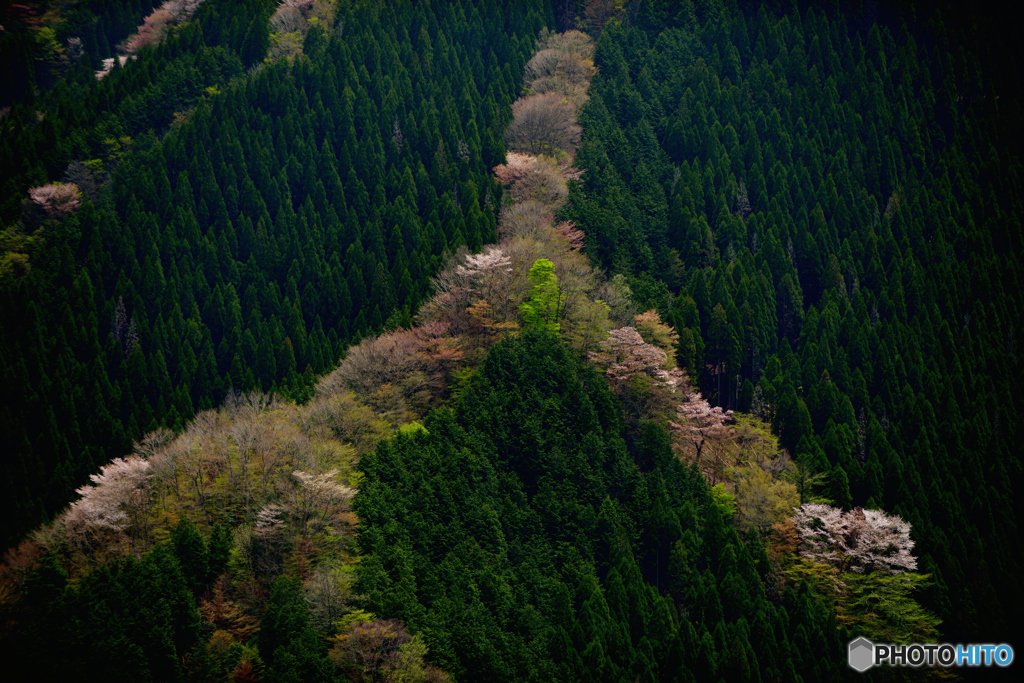 奥山喜ぶ春