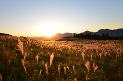 ススキの耀き