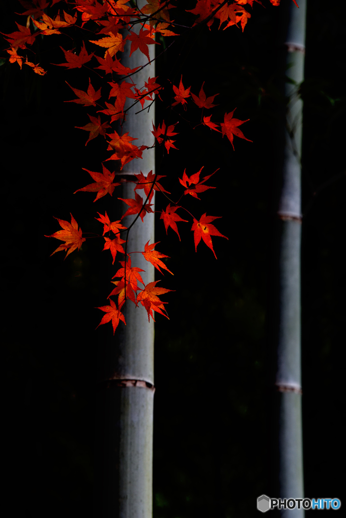 竹林の紅葉