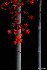 竹林の紅葉