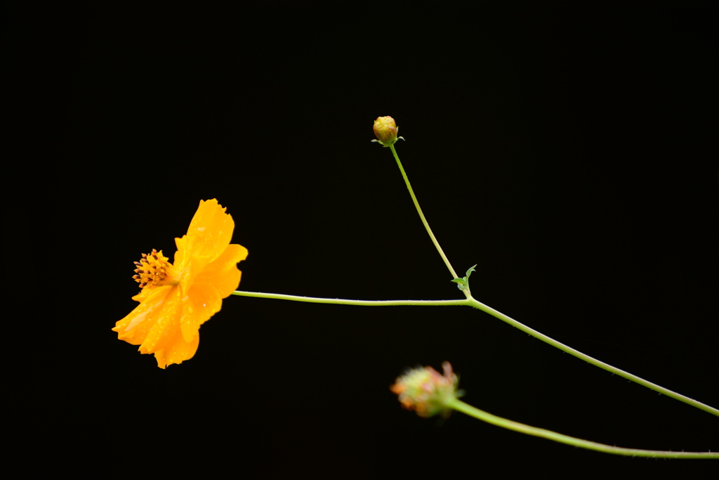 花一輪