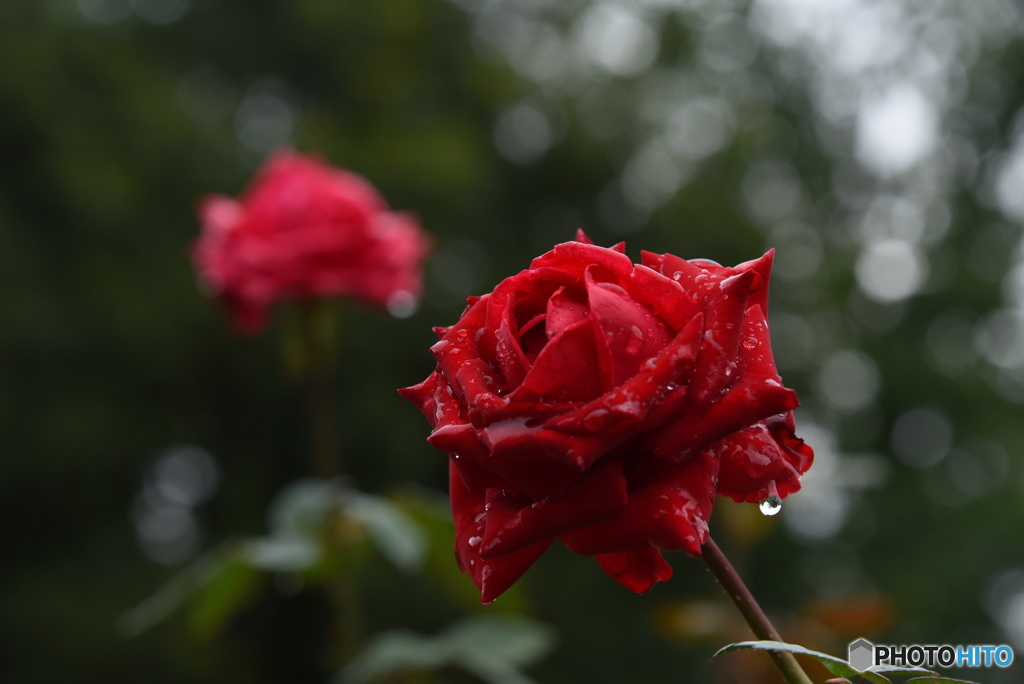 滴る薔薇