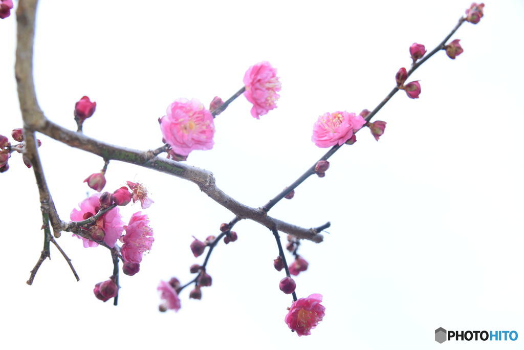 春一番