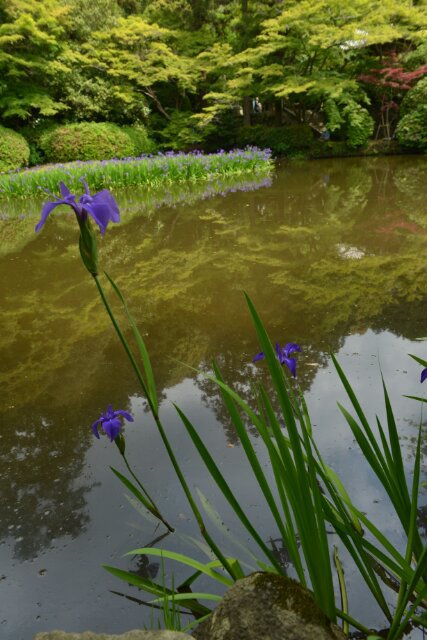 長岳寺の菖蒲