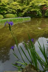 長岳寺の菖蒲