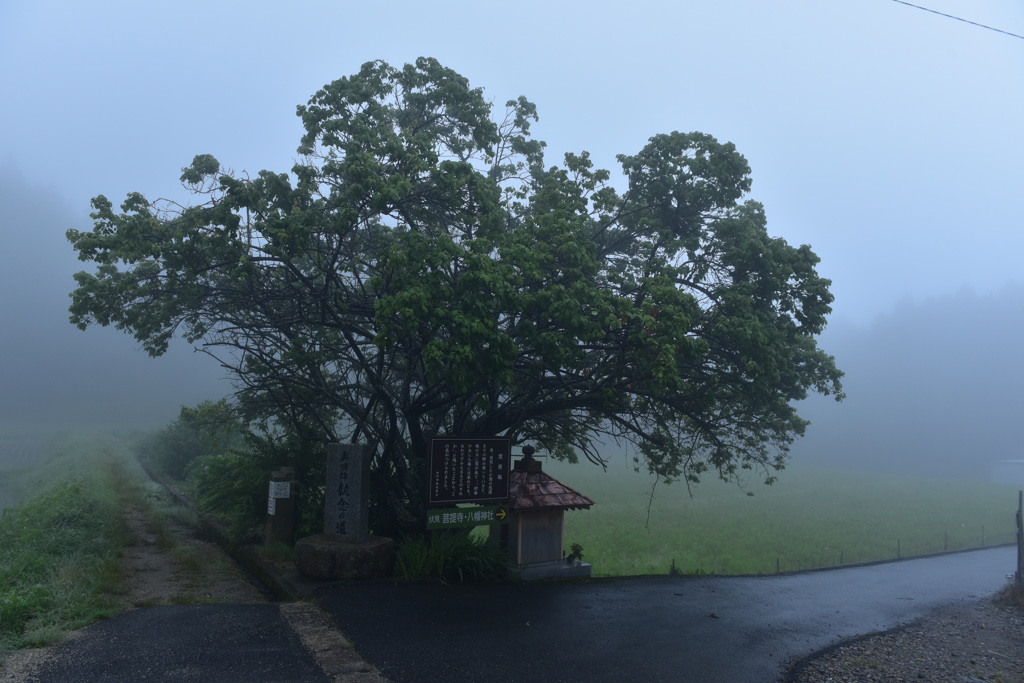 煙る高天