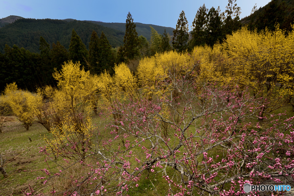 サンシュの里山