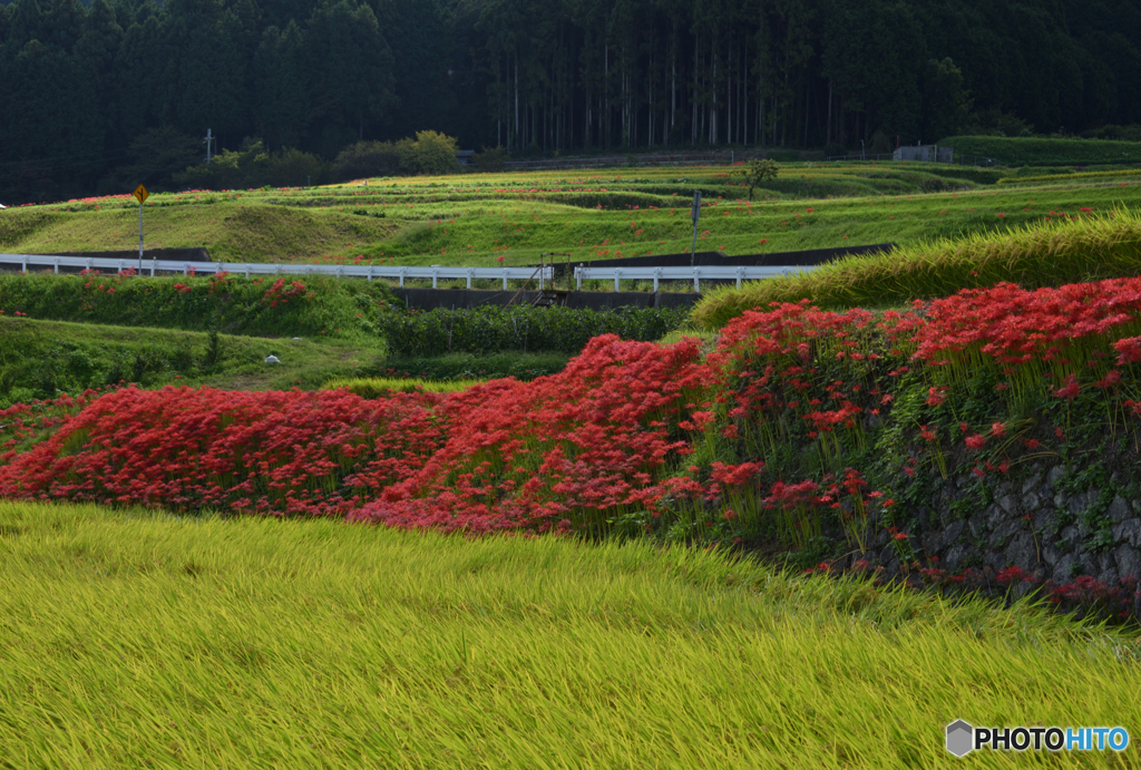 里山の秋